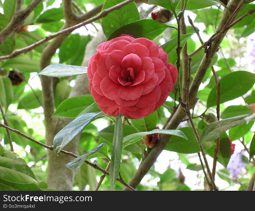 Plant, Flower, Flora, Japanese Camellia