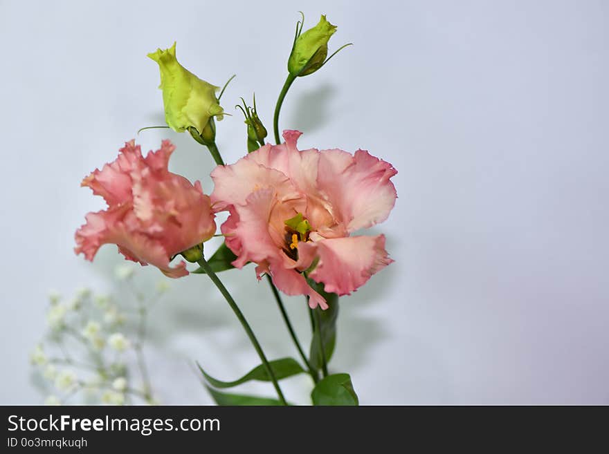 Flower, Pink, Flowering Plant, Plant