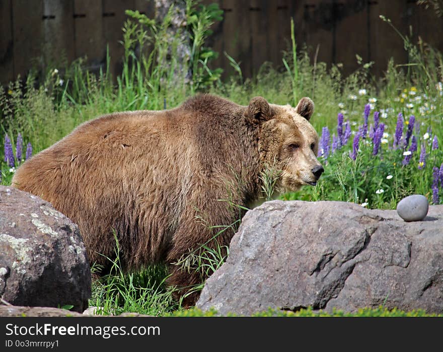 Terrestrial Animal, Brown Bear, Wilderness, Wildlife