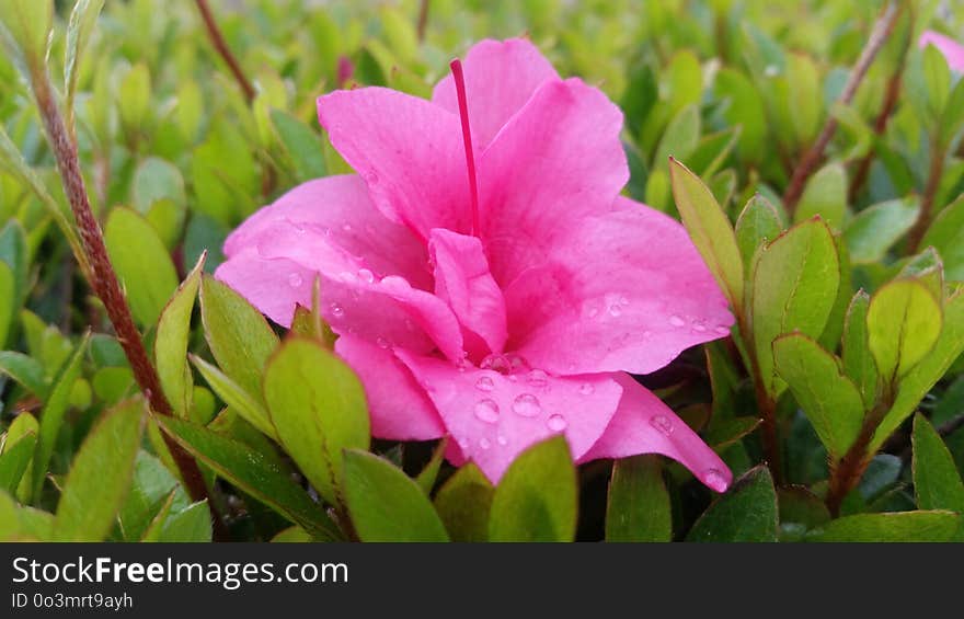 Plant, Flower, Flowering Plant, Shrub