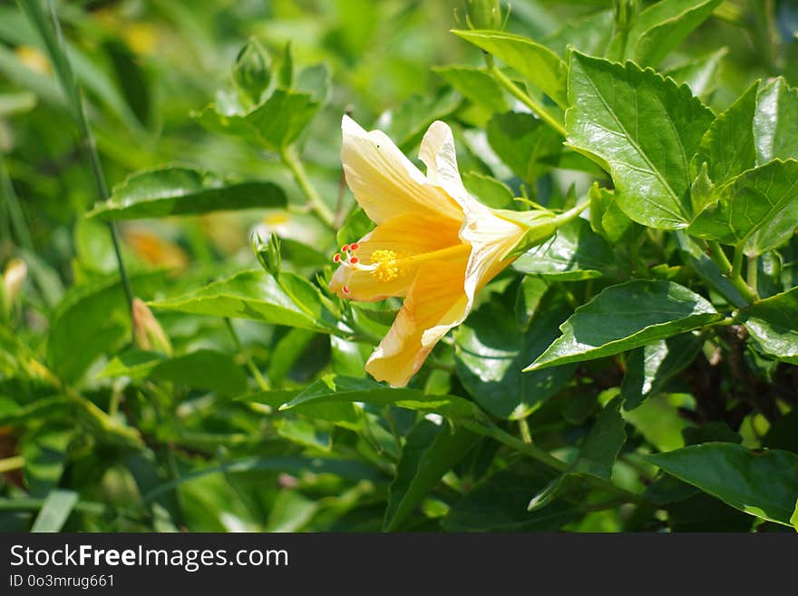 Plant, Flower, Flora, Flowering Plant