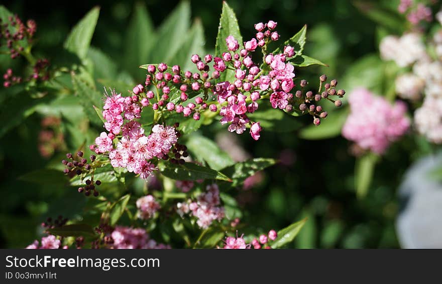 Plant, Flower, Flowering Plant, Spring