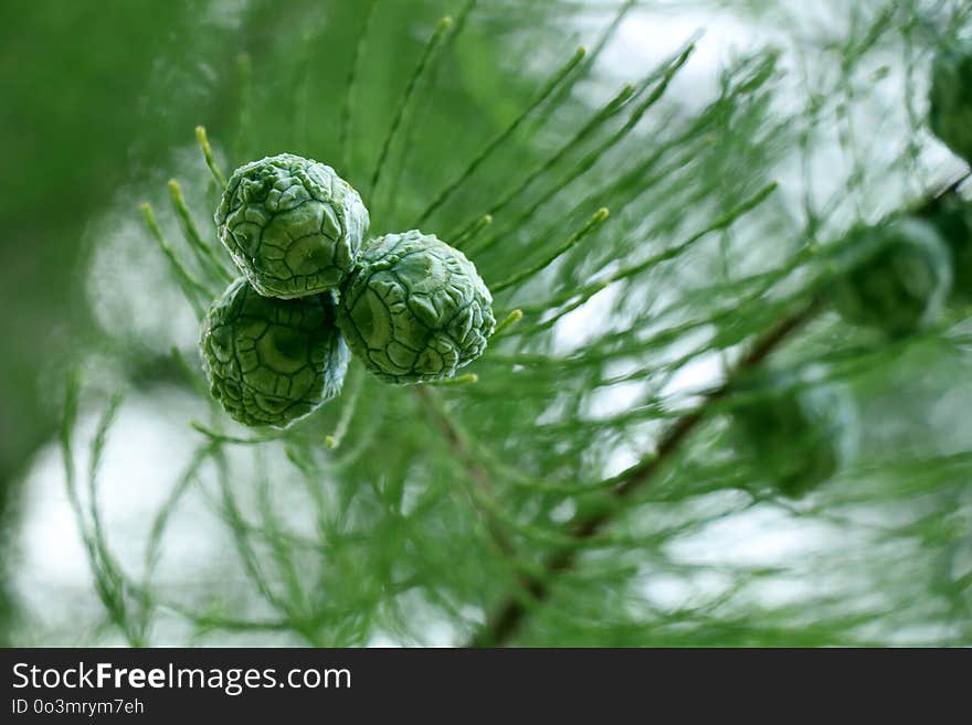 Close Up, Macro Photography, Leaf, Tree