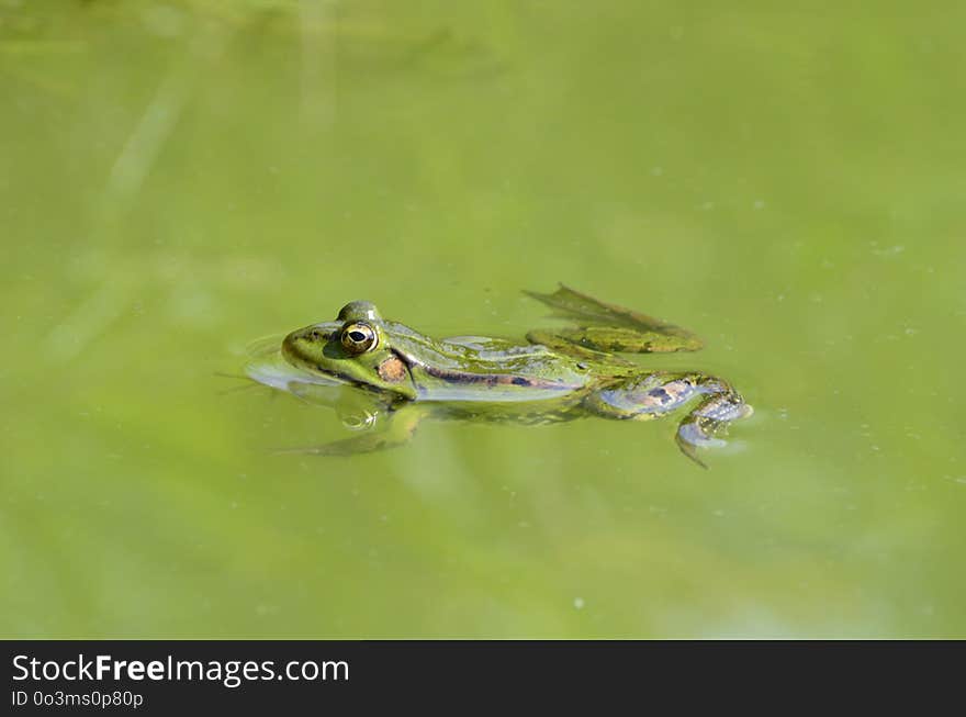 Ranidae, Fauna, Amphibian, Water