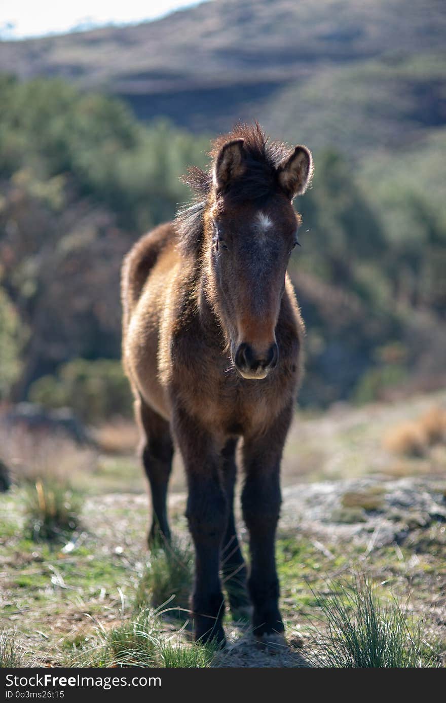 Horse, Fauna, Horse Like Mammal, Wildlife