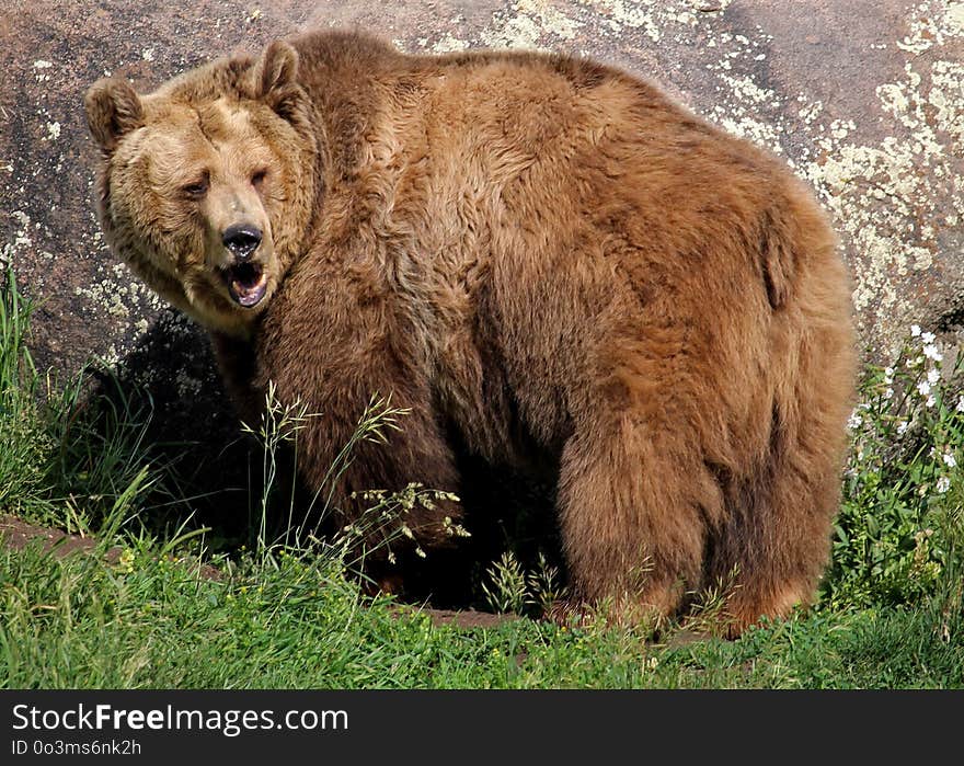 Brown Bear, Grizzly Bear, Terrestrial Animal, Bear