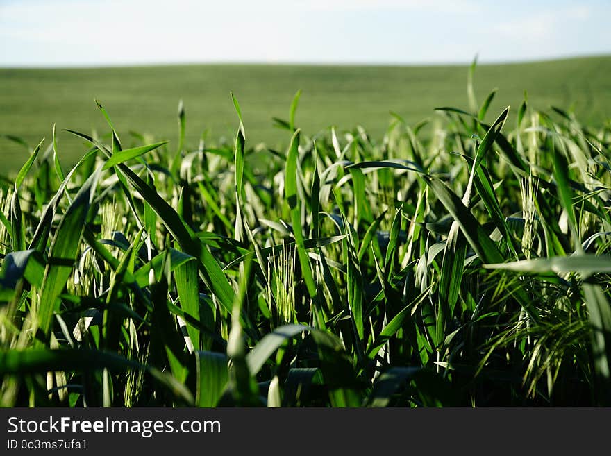 Grass, Crop, Field, Agriculture