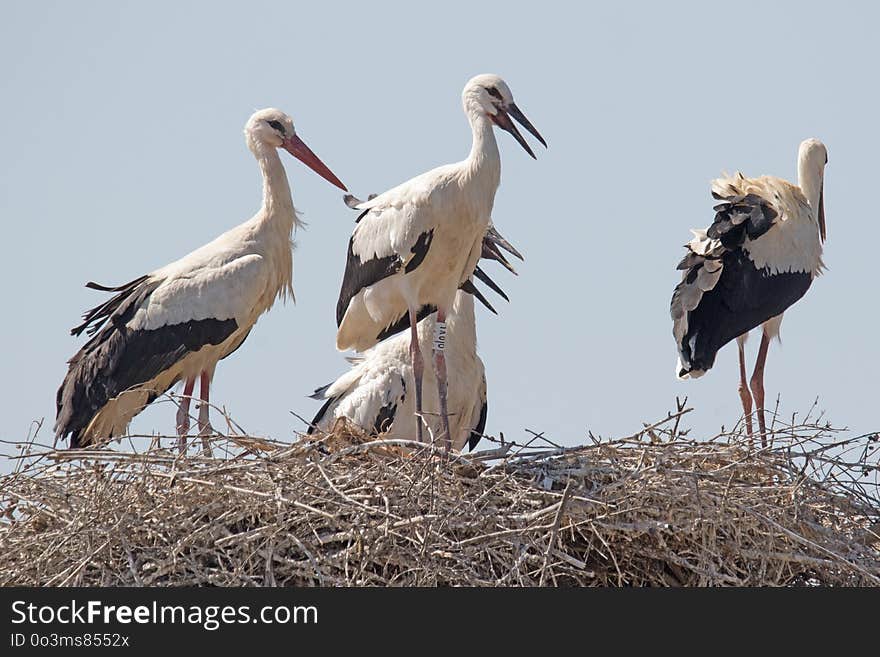 Bird, White Stork, Stork, Ciconiiformes