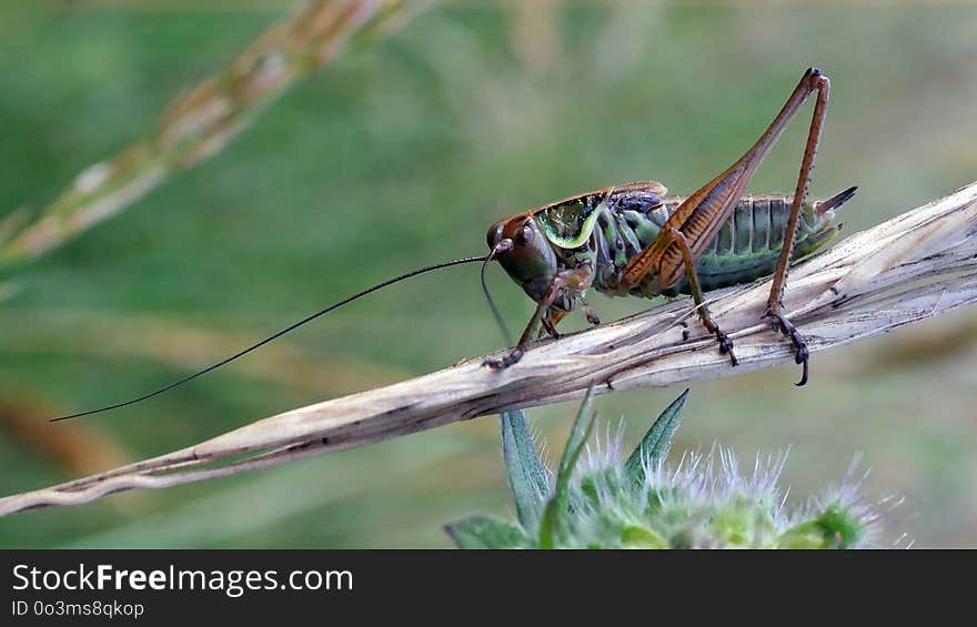 Insect, Invertebrate, Cricket Like Insect, Grasshopper