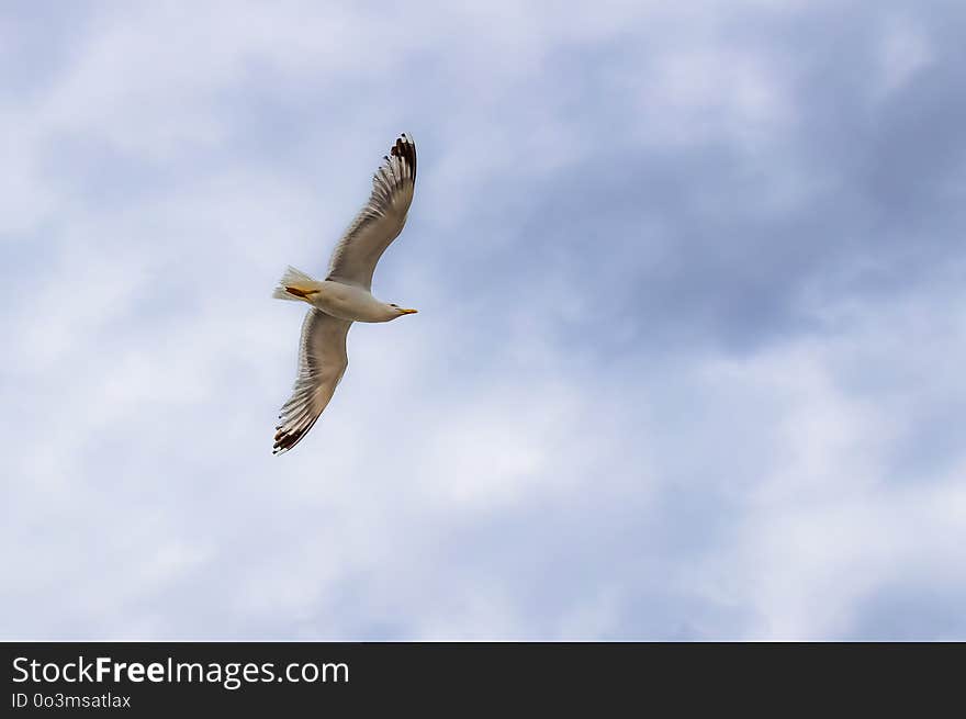 Sky, Bird, Fauna, Beak