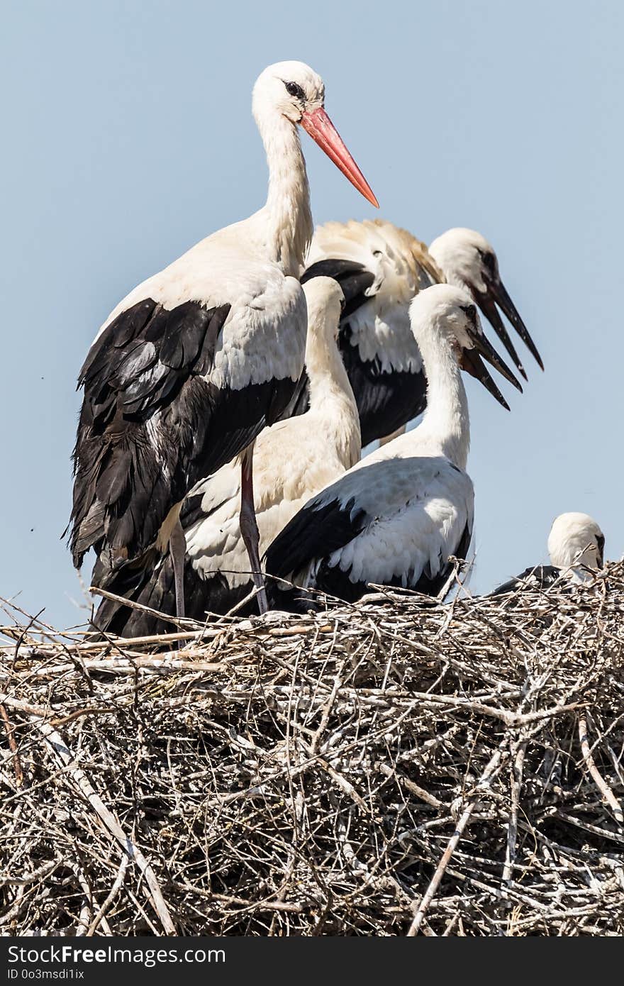 Stork, White Stork, Bird, Ciconiiformes