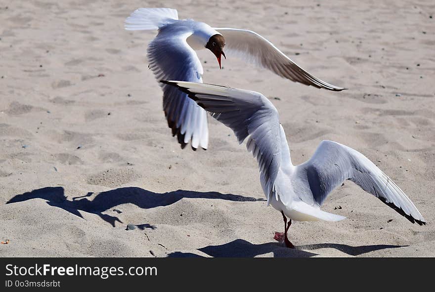 Bird, Seabird, Gull, Beak