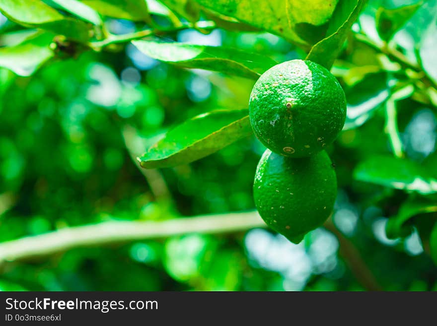 Green, Leaf, Fruit, Citrus