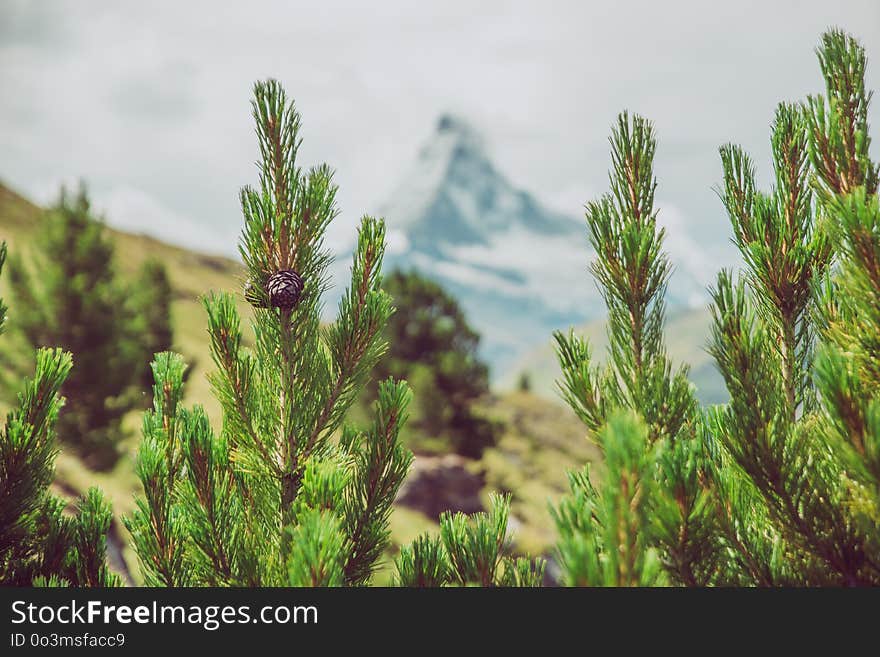 Ecosystem, Vegetation, Tree, Pine Family