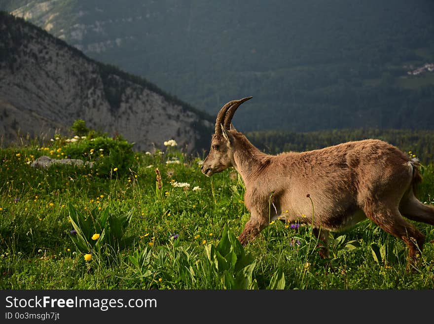 Wildlife, Fauna, Goats, Grassland