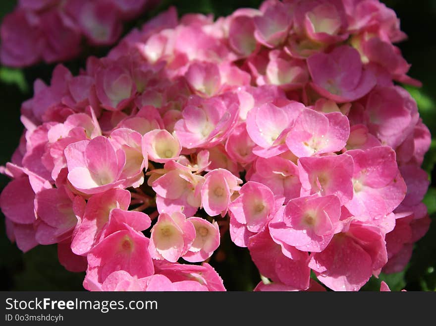 Flower, Pink, Plant, Flowering Plant