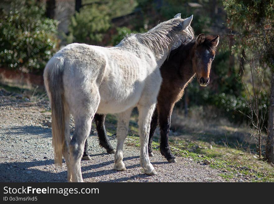 Horse, Mare, Horse Like Mammal, Mane