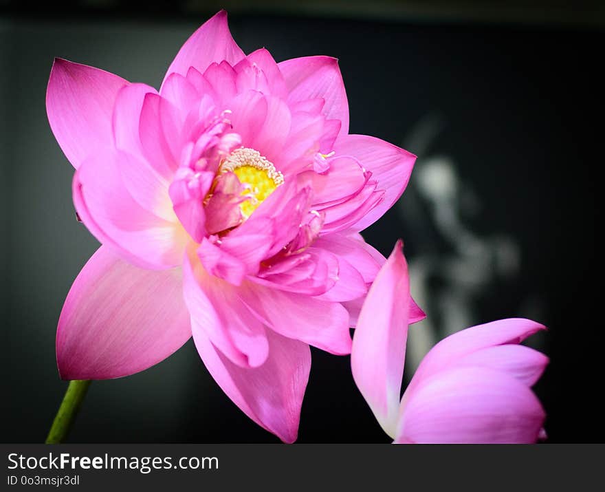 Flower, Pink, Plant, Flora