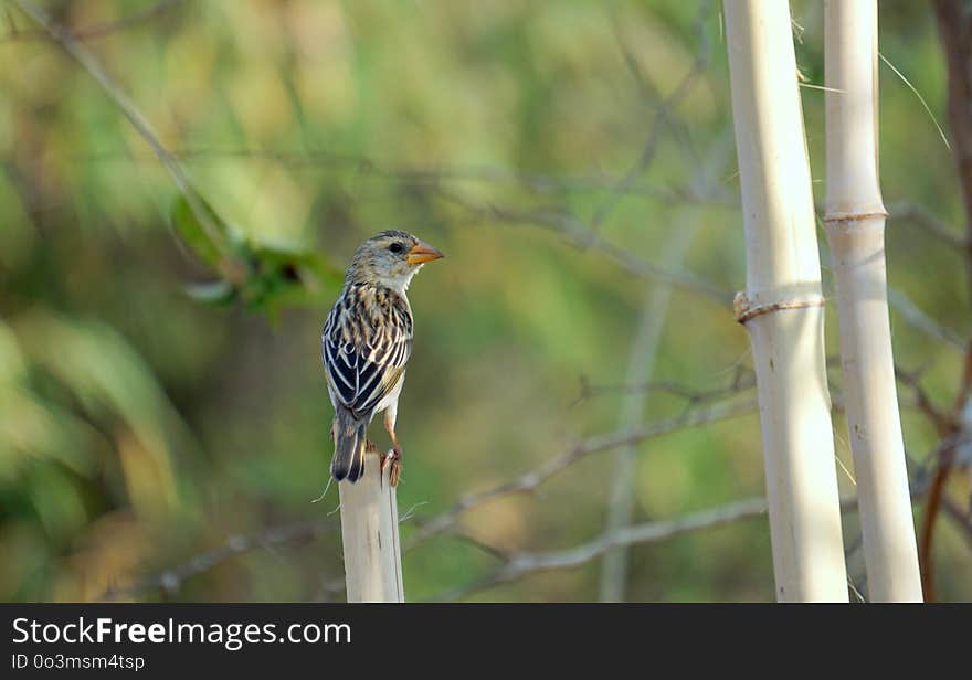 Bird, Fauna, Ecosystem, Beak