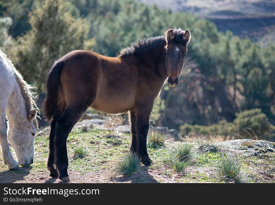 Horse, Mane, Horse Like Mammal, Mustang Horse