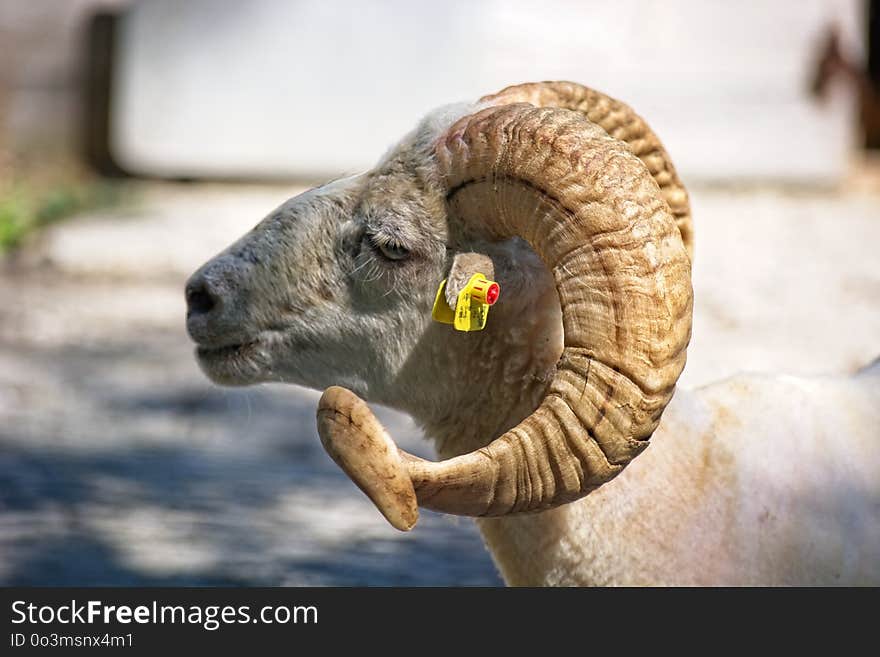 Horn, Sheep, Terrestrial Animal, Argali