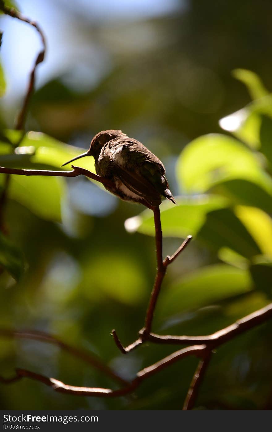 Bird, Fauna, Beak, Leaf