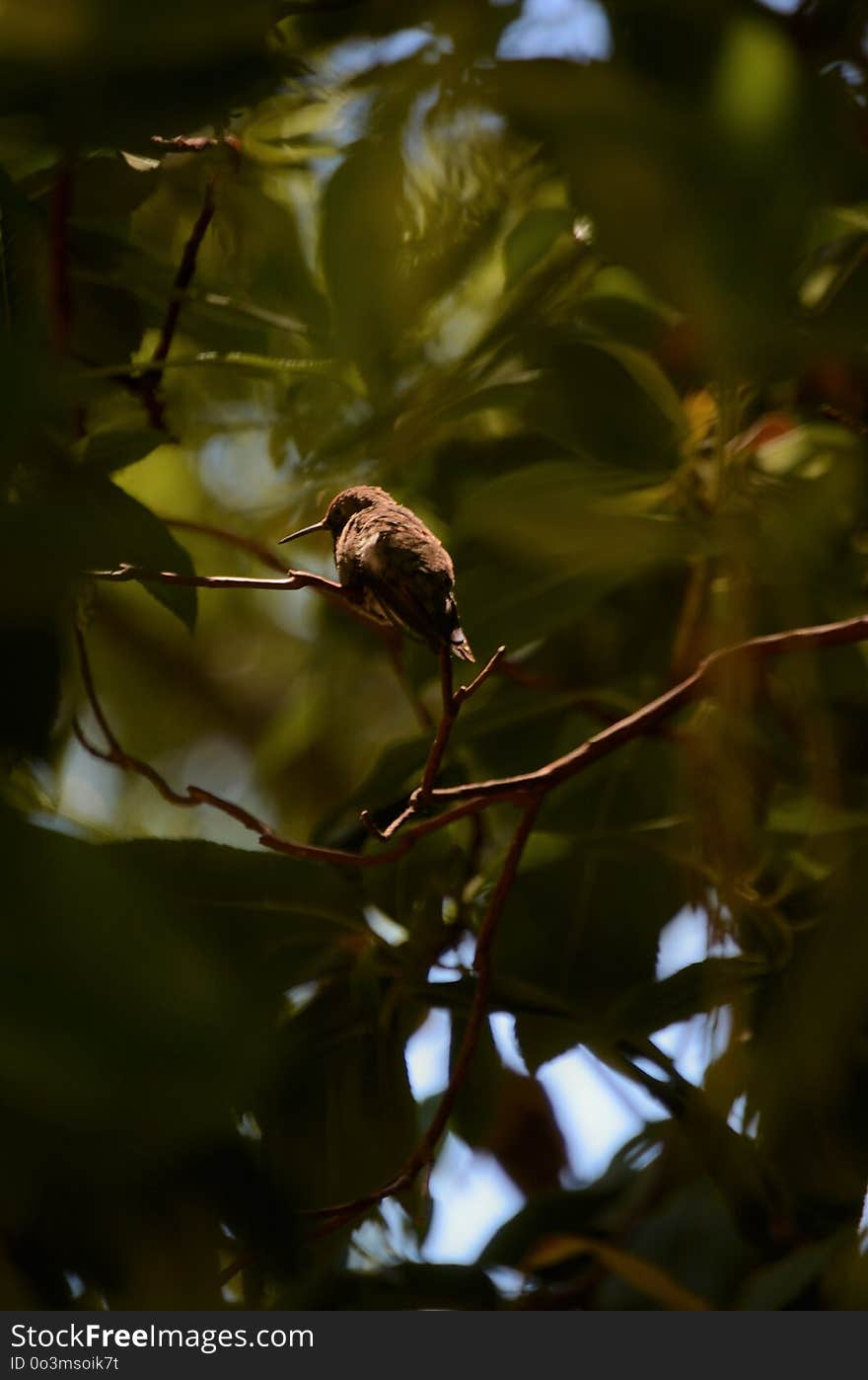 Leaf, Fauna, Vegetation, Branch