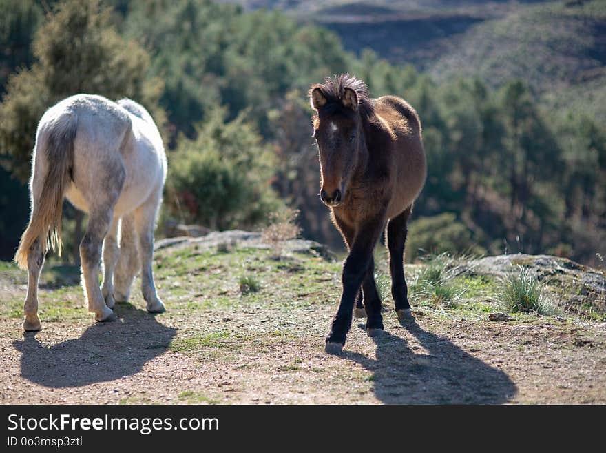 Wildlife, Wilderness, Horse Like Mammal, Horse