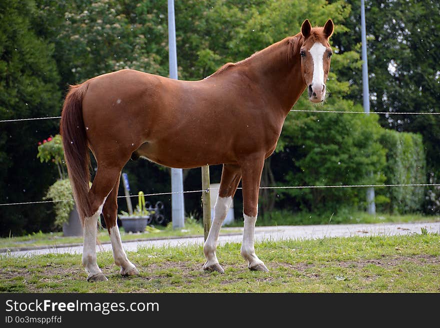 Horse, Bridle, Mare, Mane