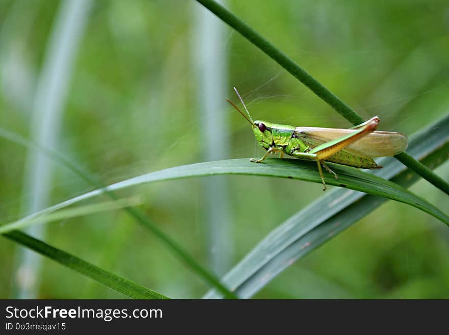 Insect, Damselfly, Dragonfly, Invertebrate