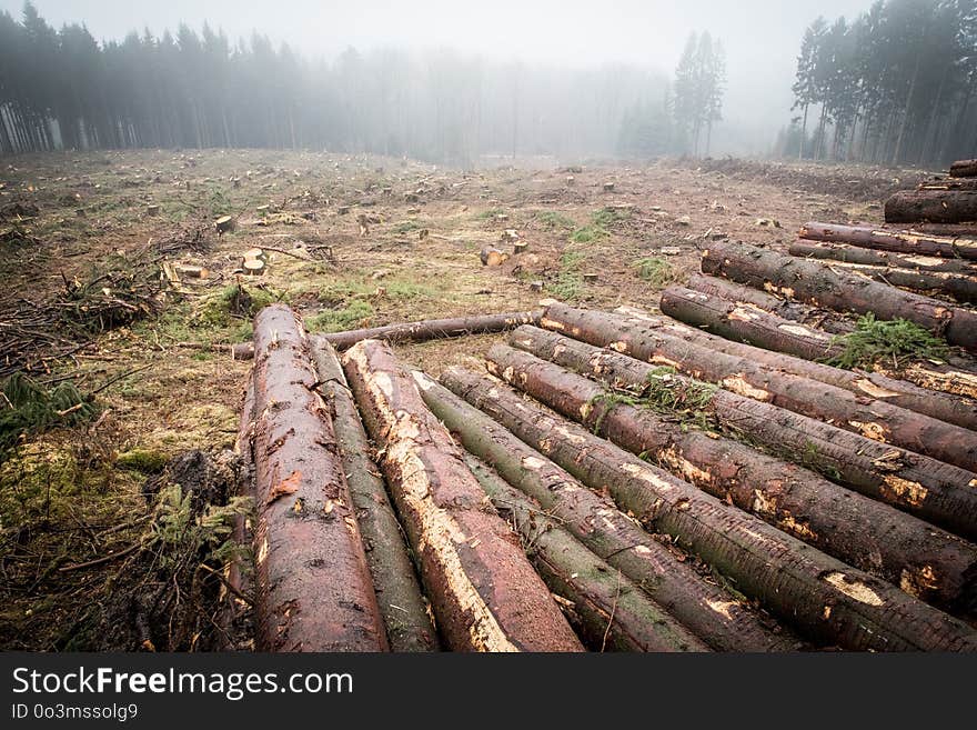 Forest, Wilderness, Logging, Path