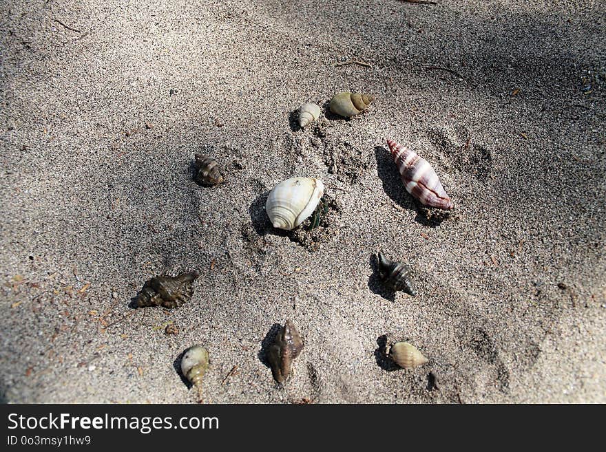 Fauna, Sand, Soil