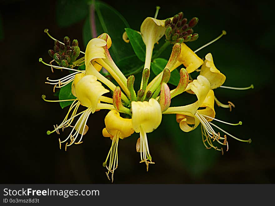 Flower, Plant, Flora, Yellow