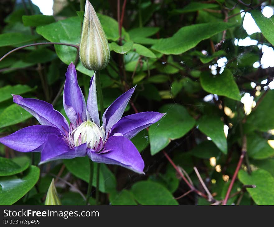 Flower, Plant, Flora, Passion Flower