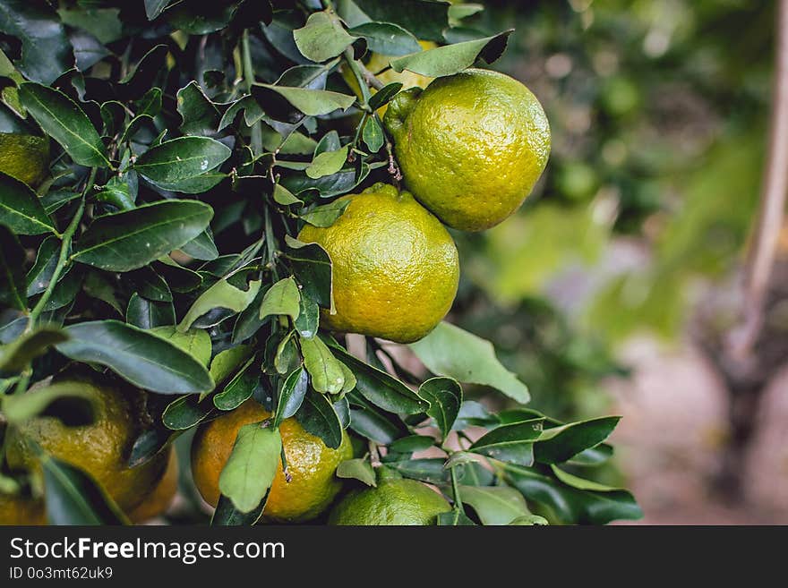 Citrus, Fruit, Citron, Produce