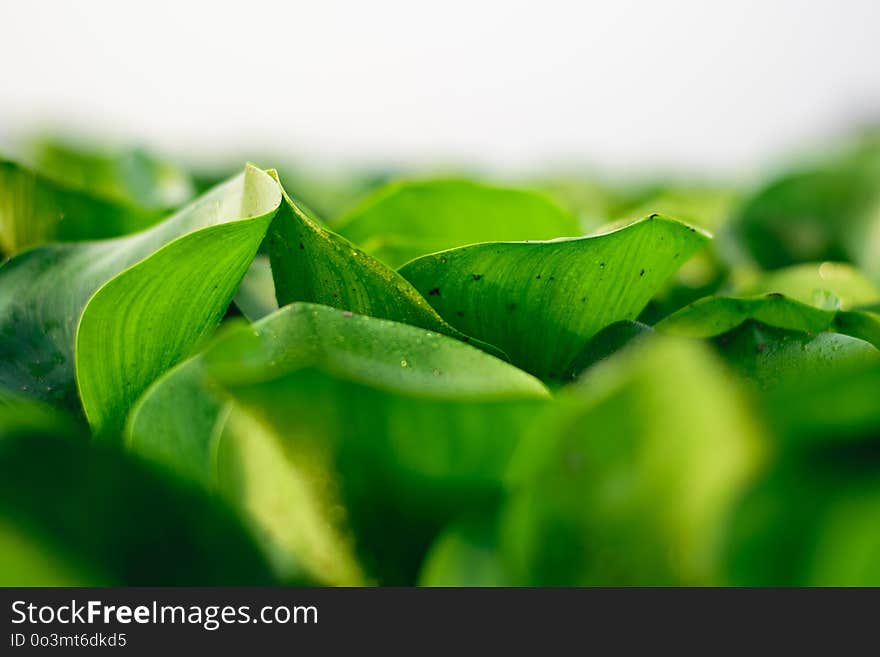 Green, Leaf, Close Up, Grass