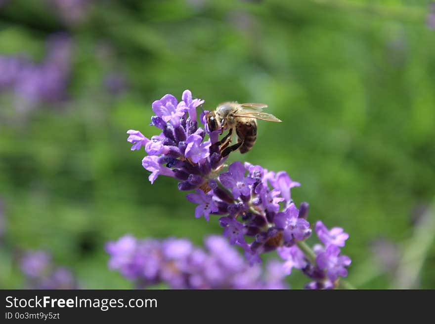 Honey Bee, Bee, English Lavender, Flower