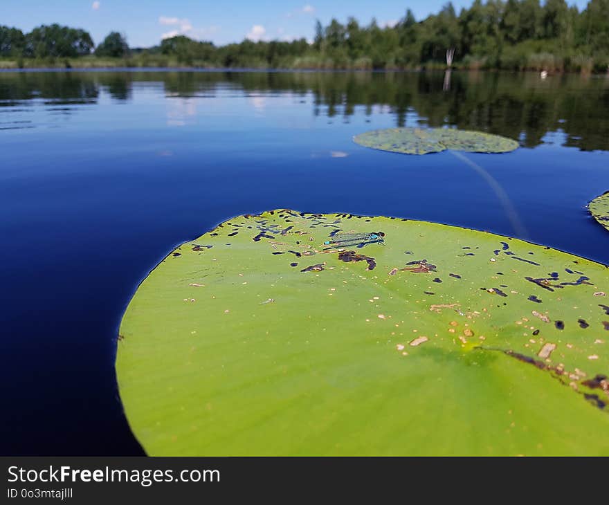 Water, Green, Nature, Reflection