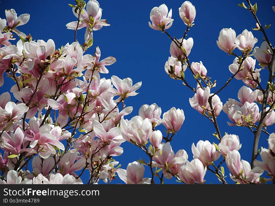 Flower, Flowering Plant, Plant, Spring