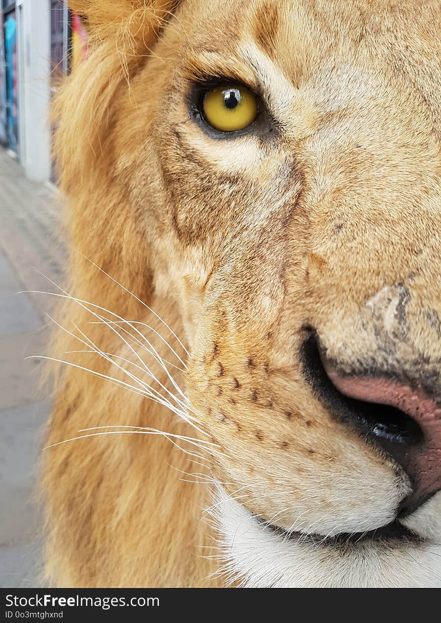 Face, Wildlife, Lion, Whiskers