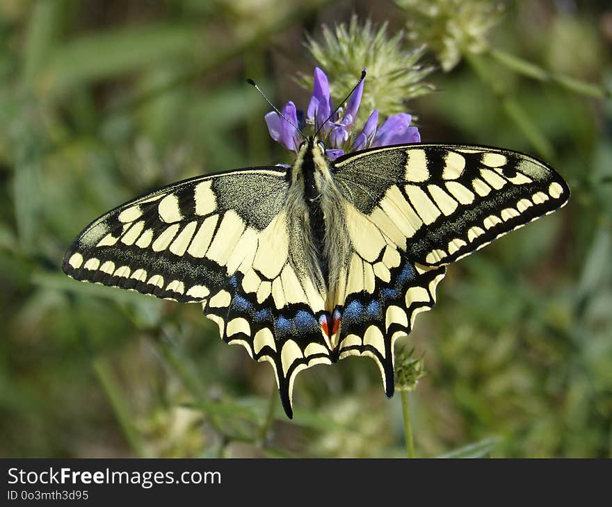 Butterfly, Moths And Butterflies, Insect, Brush Footed Butterfly