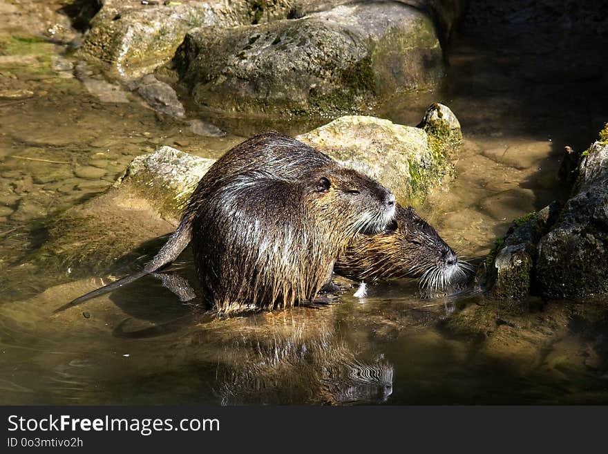 Mammal, Fauna, Otter, Water