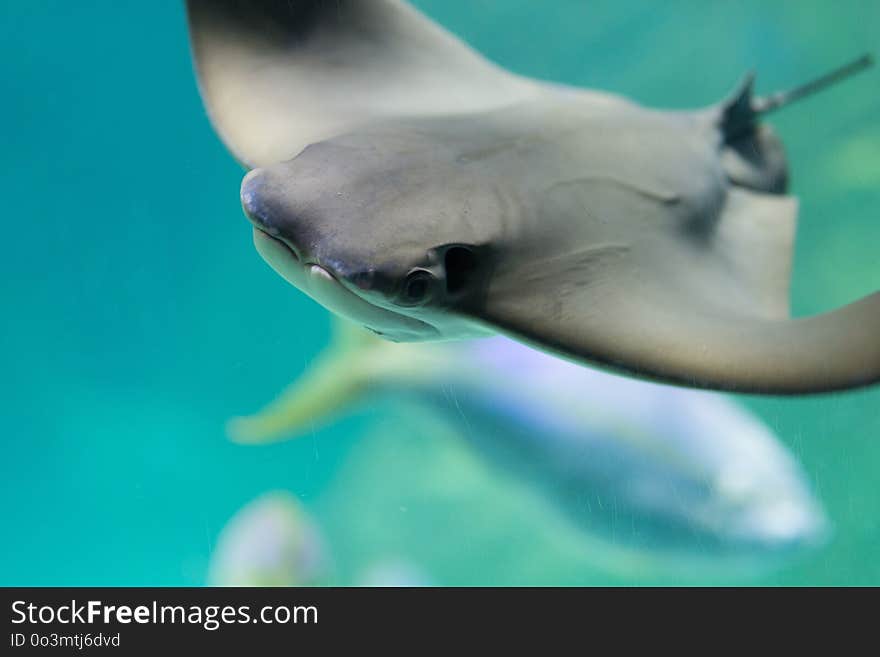 Fish, Marine Mammal, Close Up, Dolphin