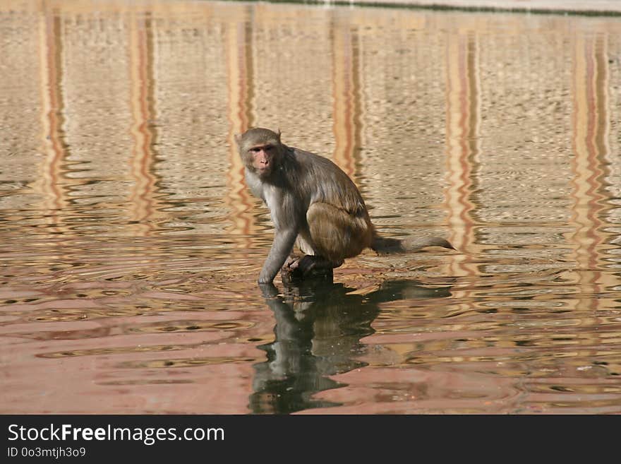 Fauna, Mammal, Macaque, Primate