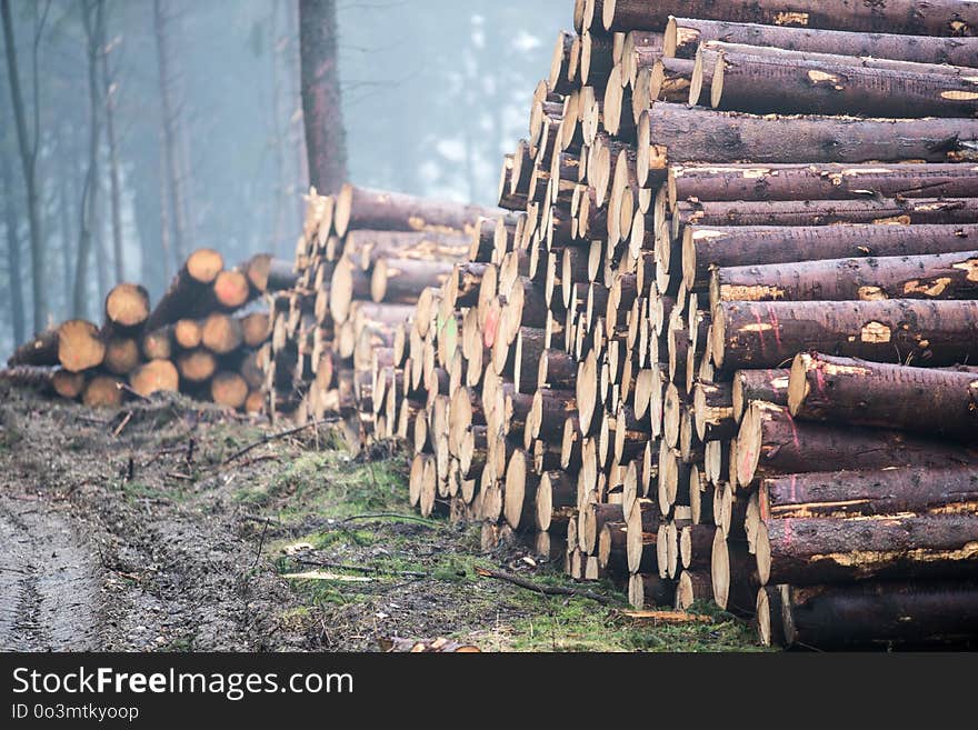 Wood, Logging, Lumber, Tree