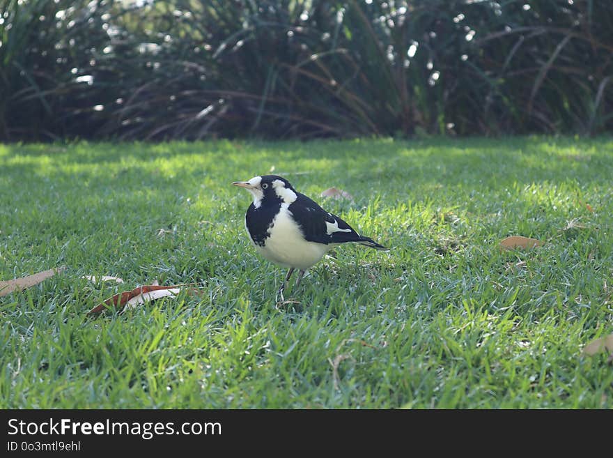 Bird, Fauna, Beak, Ecosystem