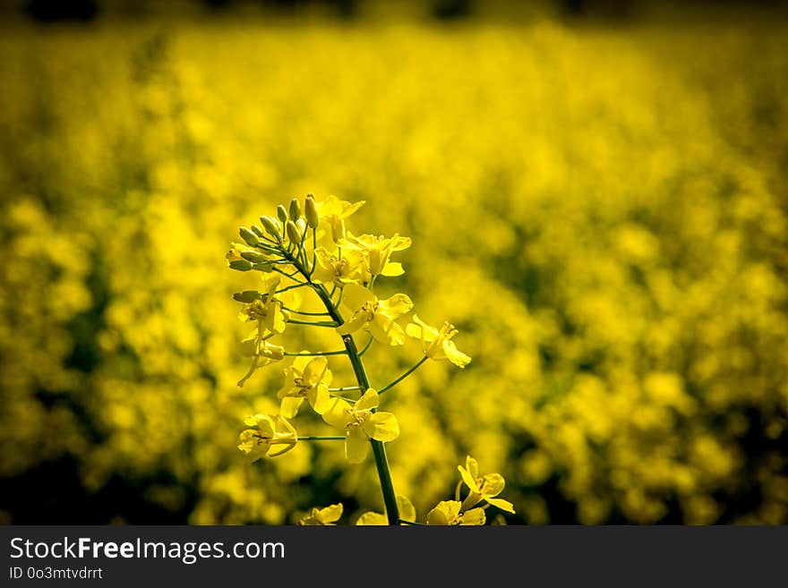 Rapeseed, Yellow, Canola, Mustard Plant