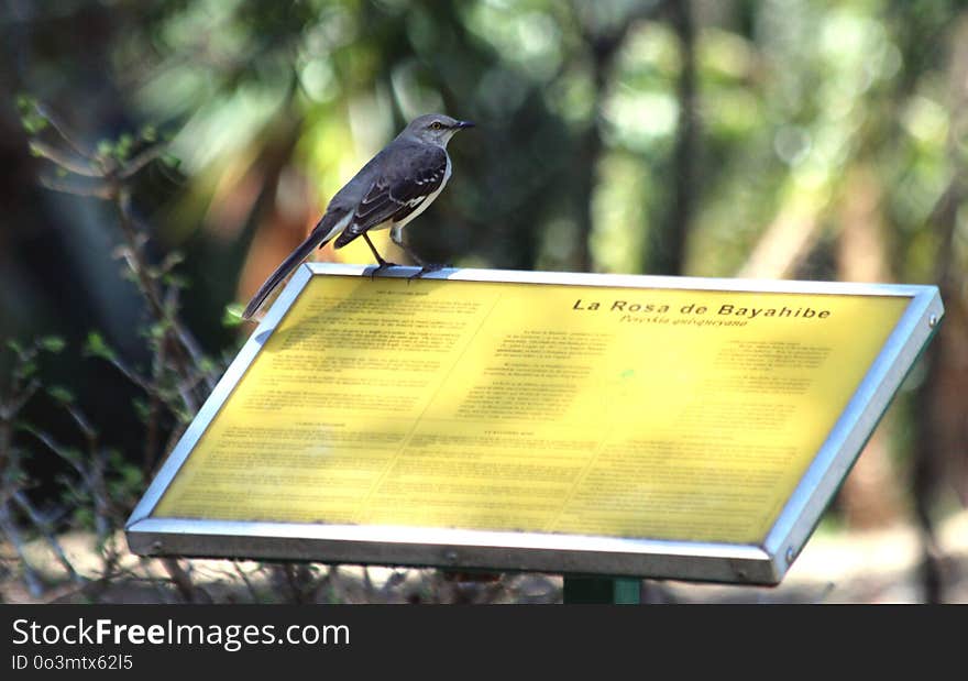 Bird, Fauna, Beak, Advertising