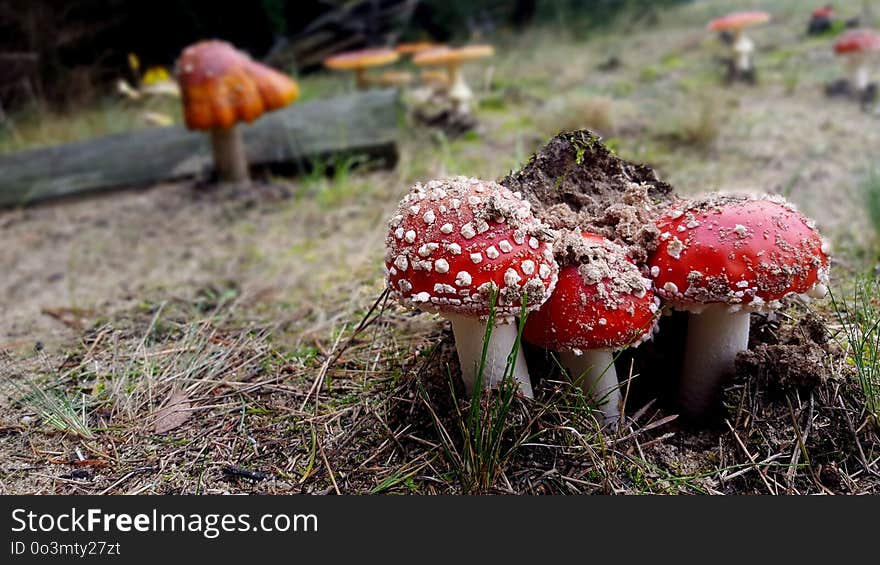 Fungus, Agaric, Mushroom, Medicinal Mushroom