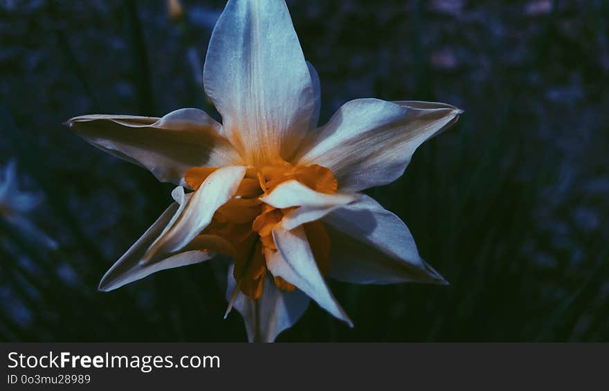 Flower, Plant, Flora, Flowering Plant